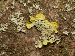 Xanthoria parietina