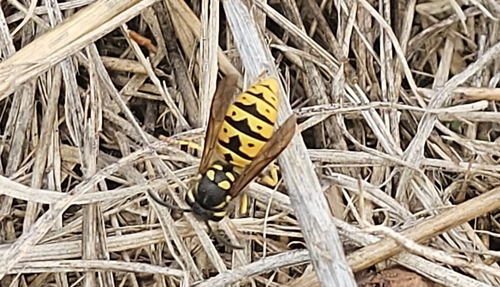 German Yellowjacket