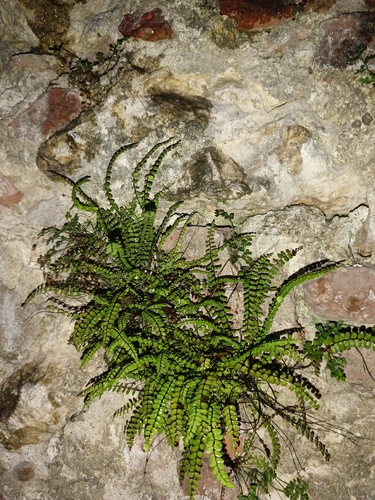 maidenhair spleenwort
