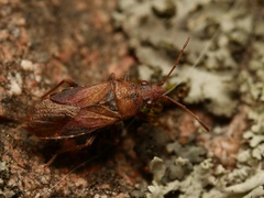 Orsillus depressus