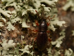 Barypeithes pellucidus