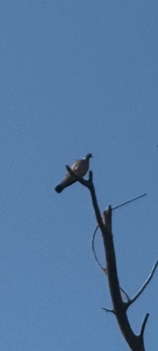 Common Wood-Pigeon