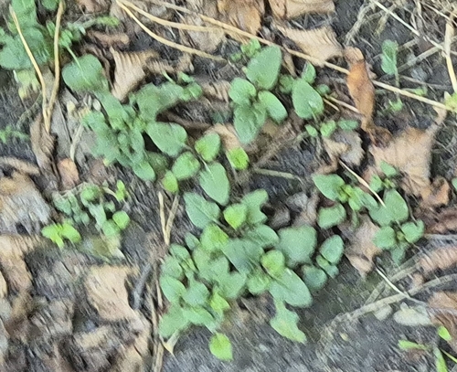 common selfheal