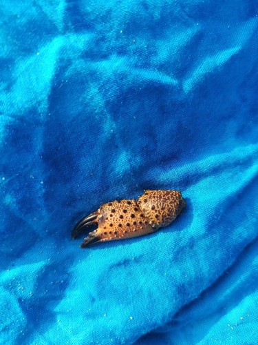 Warty Crab
