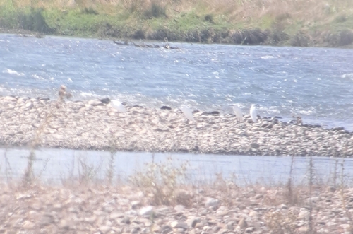 Little Egret