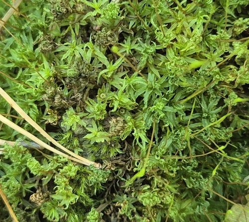 Catherine's moss