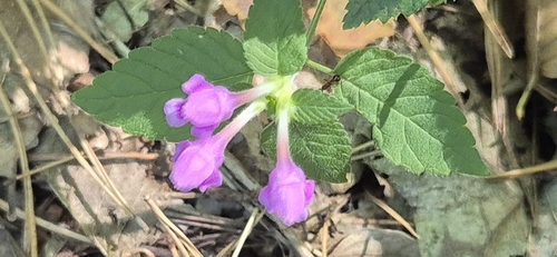 Hairy Hemp-nettle