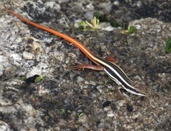 Ophisops leschenaultii