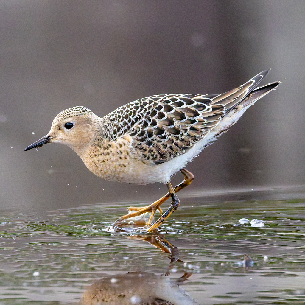 Buff-breasted Sandpiper