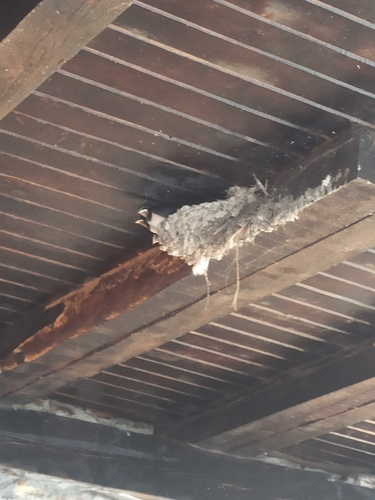 Barn Swallow