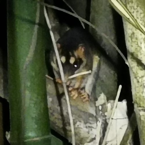 Gray Four-eyed Opossum