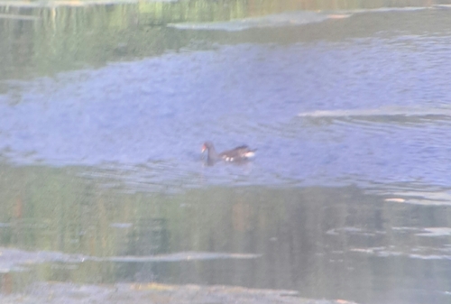 Common Moorhen