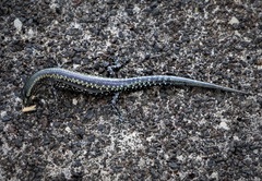 Cryptoblepharus ater