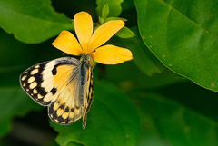 Colotis calais calais