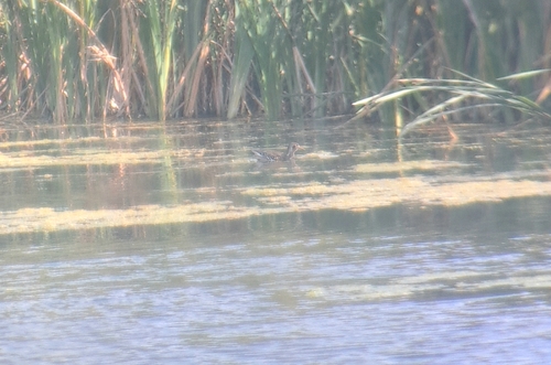 Water Rail