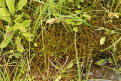 Palustriella falcata