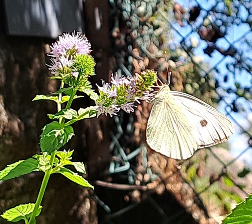 Large White