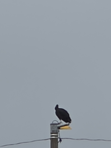 Black Vulture