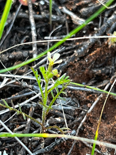 Carrichtera annua, photograph 5