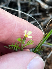 Carrichtera annua, photograph (c) Alex Stuart, some rights reserved (CC BY)