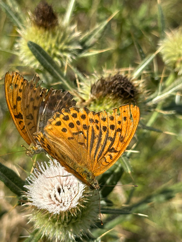 Silver-washed Fritillary