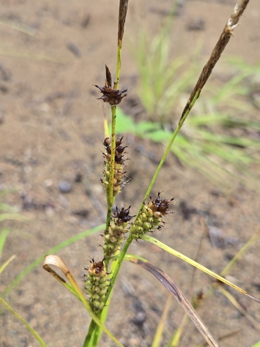 Carex houghtoniana, 2026-08-30