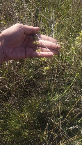 Silene borysthenica, 2026-08-30