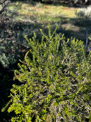 (c) Alex Stuart, some rights reserved (CC BY) Melaleuca lanceolata, photograph (c) Alex Stuart, some rights reserved (CC BY)
