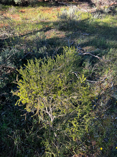 Melaleuca lanceolata, photograph 2