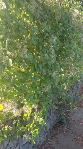 Old man's beard