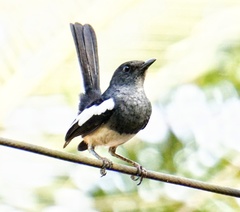 Copsychus saularis