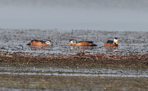 iNaturalist image