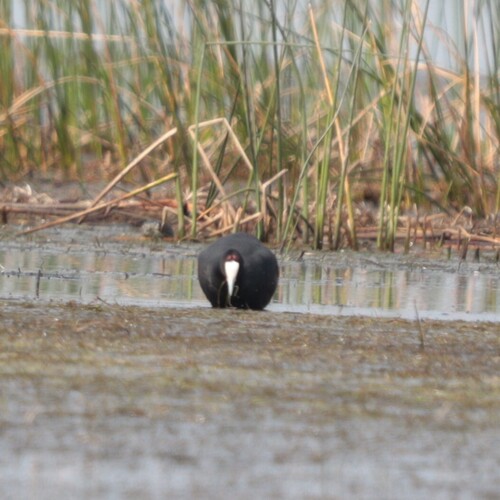 iNaturalist image