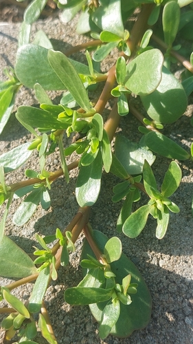 Common Purslane