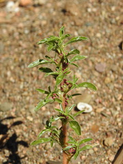 Amaranthus blitoides, photograph (c) Duarte Frade, some rights reserved (CC BY)