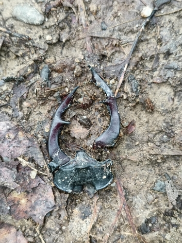 European Stag Beetle