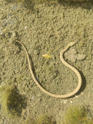 Tessellated Water Snake