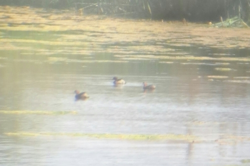 Little Grebe