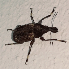 Stenocerus