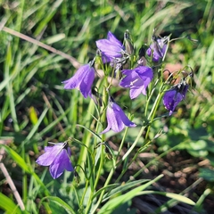 Campanula serrata