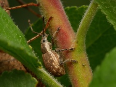 Peritelus sphaeroides