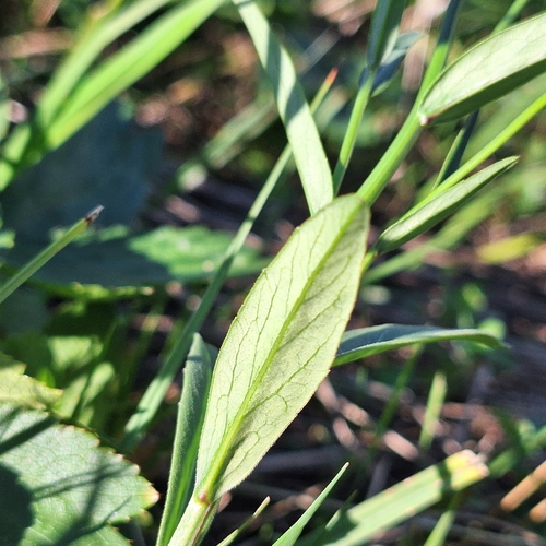 Campanula serrata, photograph 1