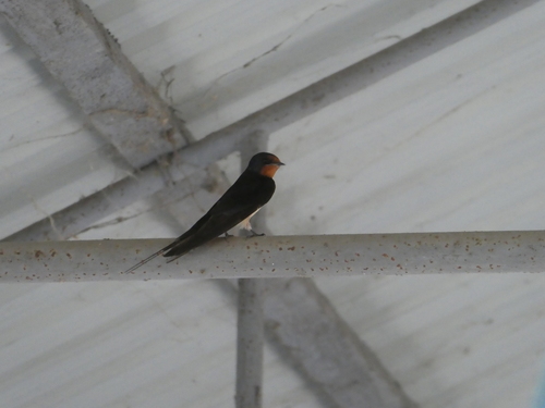 Barn Swallow