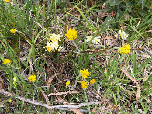 Conostylis aculeata, photograph 4