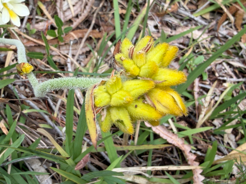 Conostylis aculeata, photograph 1