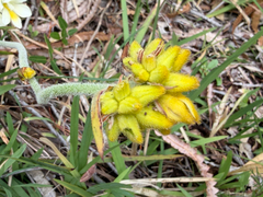 (c) smathichong, some rights reserved (CC BY) Conostylis aculeata, photograph (c) smathichong, some rights reserved (CC BY)
