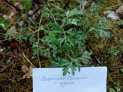 Artemisia vulgaris