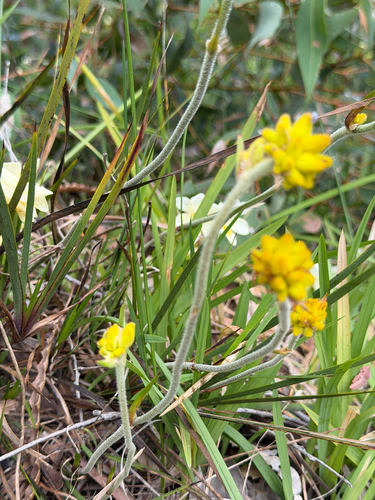 Conostylis aculeata, photograph 3