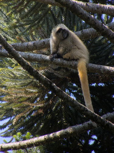 Black-fronted Titi