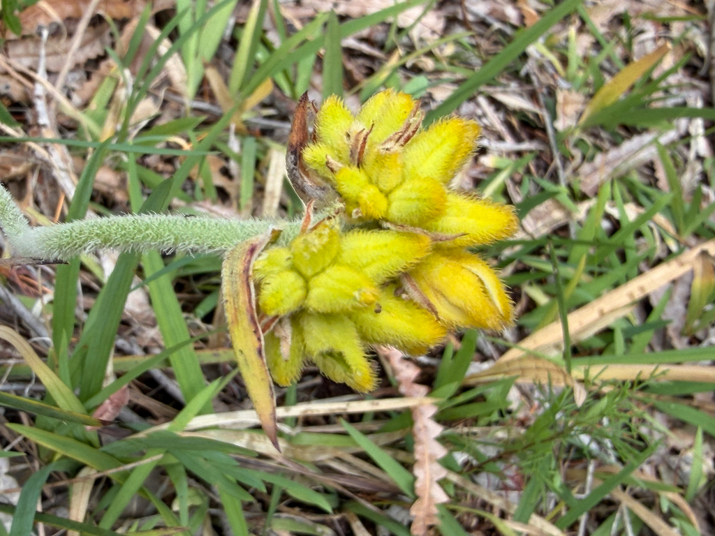 Conostylis aculeata; photograph (c) smathichong, some rights reserved (CC BY)